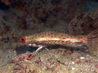 Previous